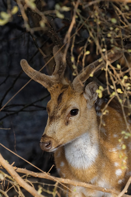 Keoladeo national park-039